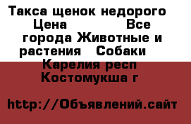 Такса щенок недорого › Цена ­ 15 000 - Все города Животные и растения » Собаки   . Карелия респ.,Костомукша г.